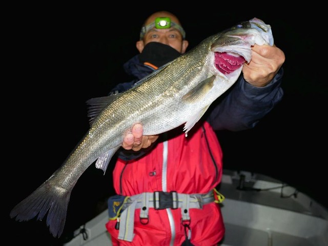 良型シーバス①