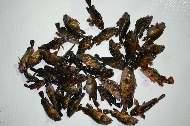 根魚 釣果
