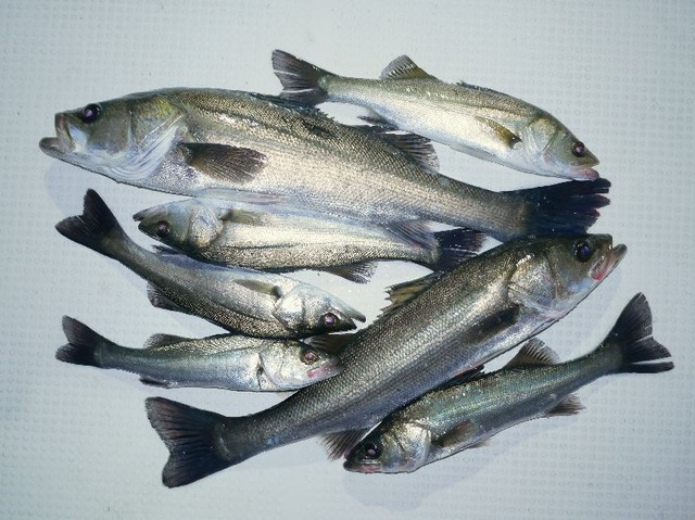 シーバス釣果