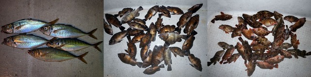 アジ＆メバル＆カサゴ、タケノコメバル　釣果写真