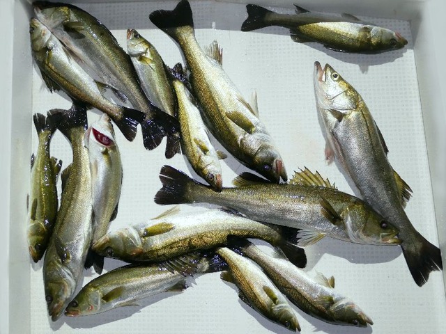 シーバス釣果