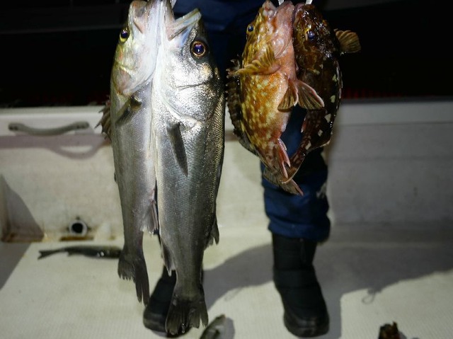 名古屋港 シーバス&根魚