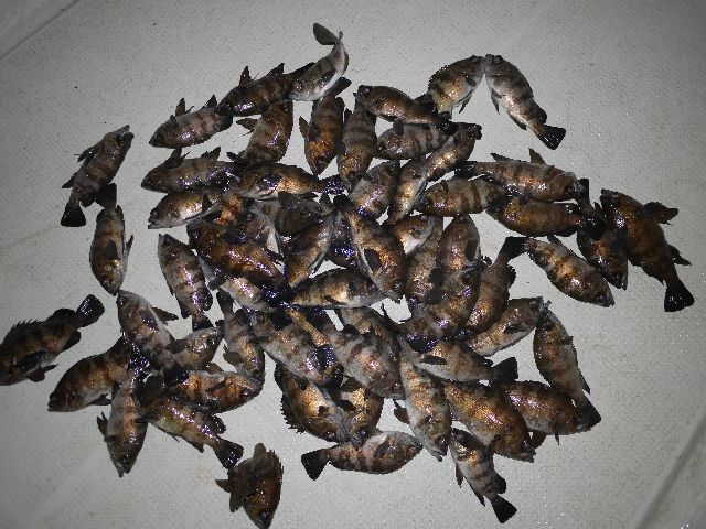 メバル 釣果写真