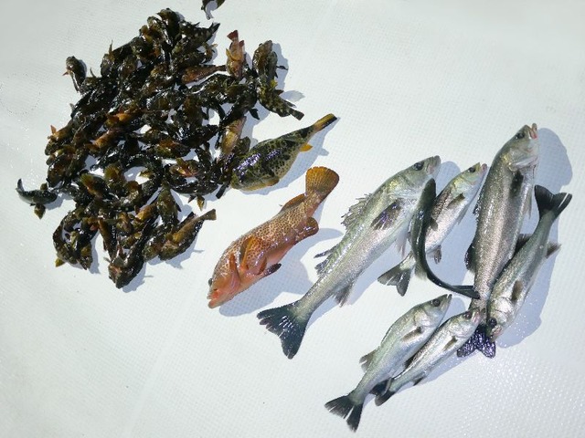 全釣果