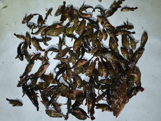 根魚　釣果写真