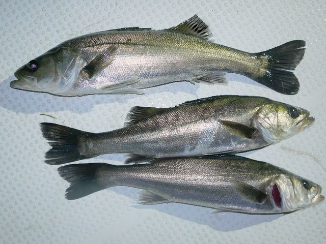 シーバス釣果