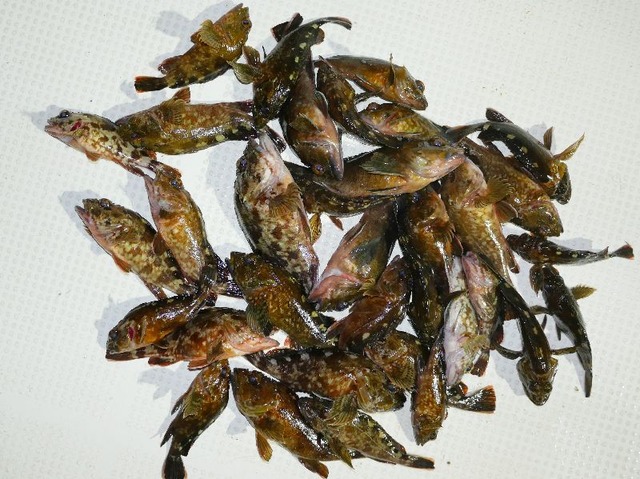 カサゴ釣果