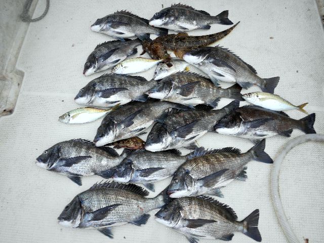 クロダイ　釣果写真