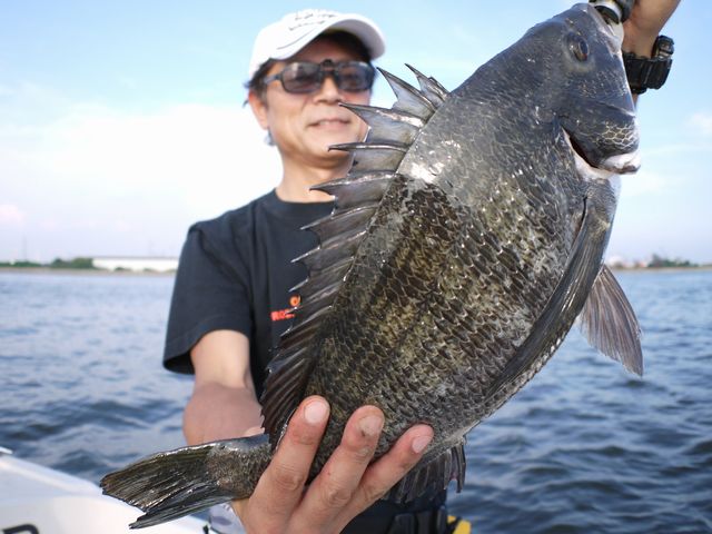 名古屋港　クロダイ