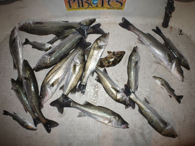 シーバス　釣果写真