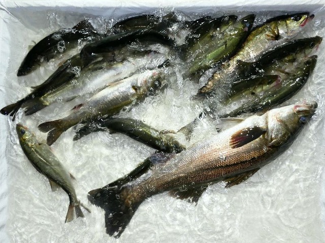 シーバス釣果