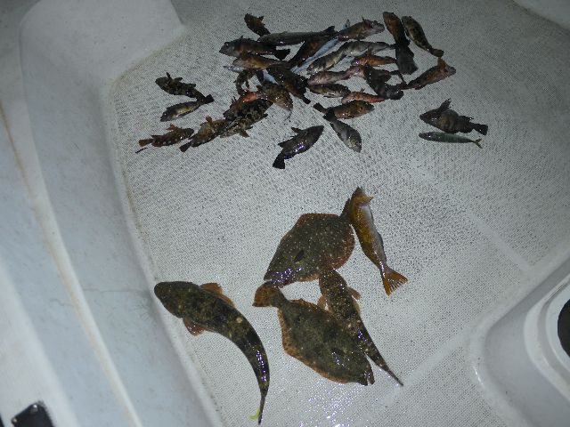 全体　釣果写真