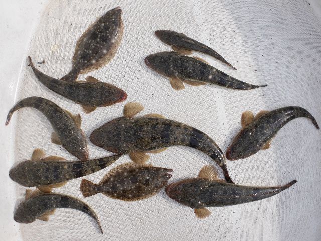 マゴチ　釣果写真