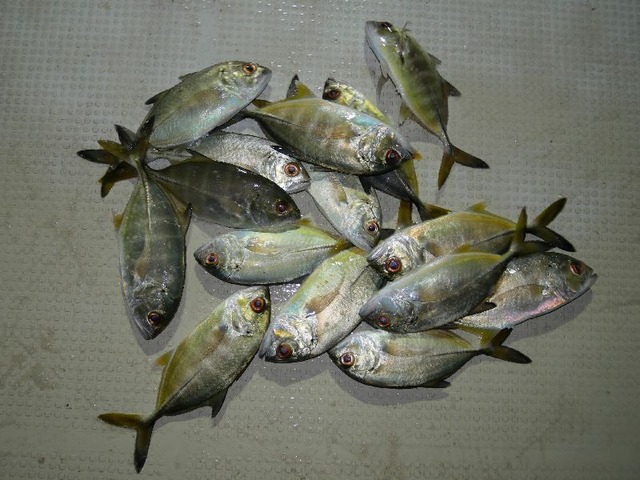 メッキ　釣果写真