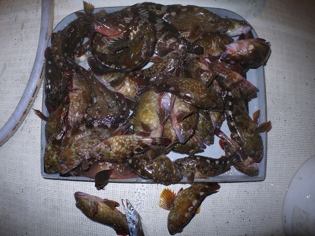 根魚　釣果写真