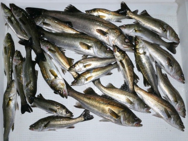シーバス釣果