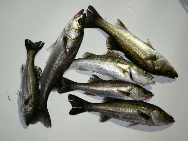 シーバス　釣果