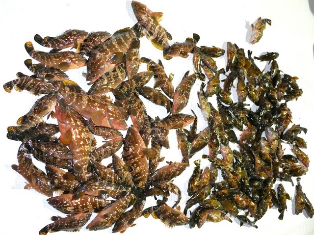 全釣果