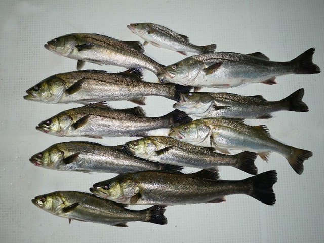 シーバス釣果