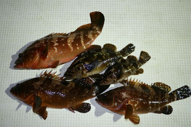 キジハタ　タケノコメバル　釣果写真