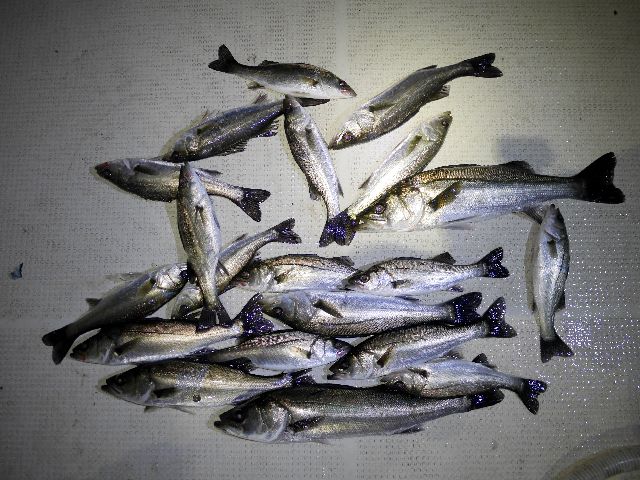 シーバス　釣果写真