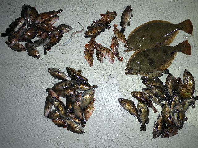 ヒラメ&メバル＆根魚