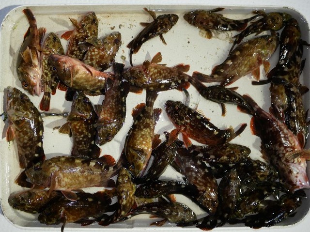 カサゴ 釣果