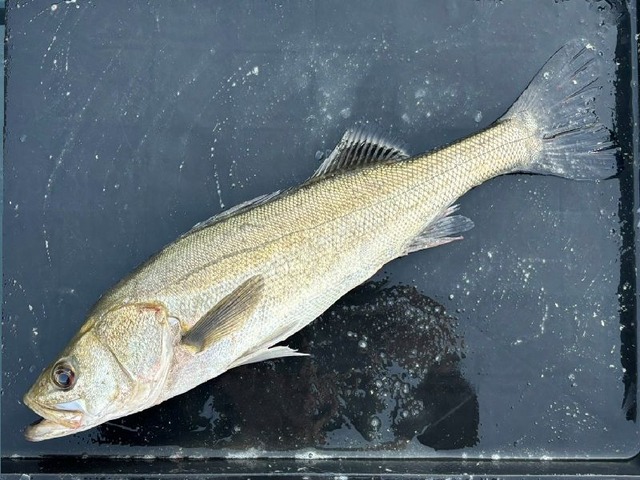 536367978778722644-3