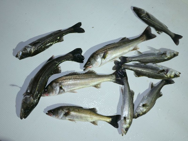 シーバス　釣果