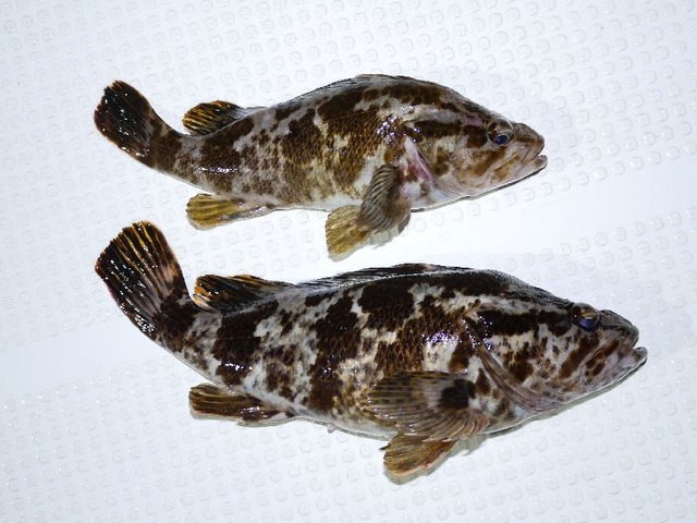タケノコメバル 釣果