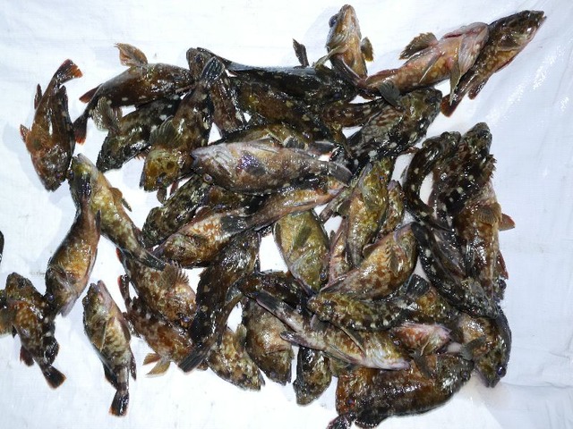カサゴ釣果