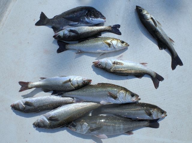 シーバス　釣果写真