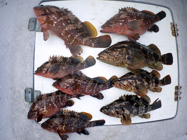 良型根魚 釣果 写真