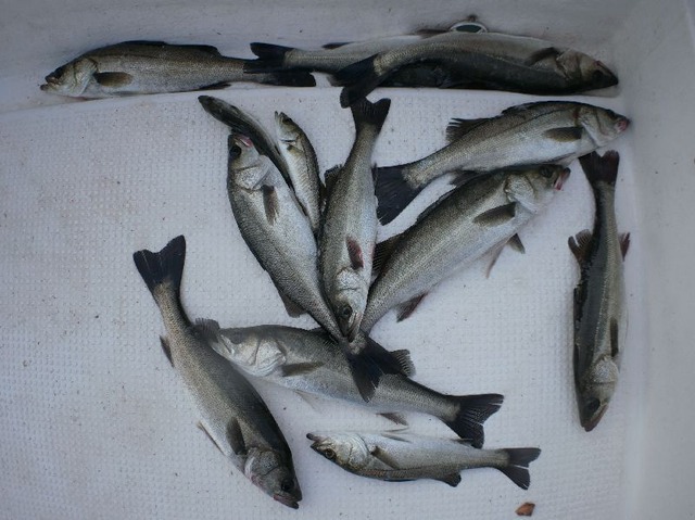 シーバス 釣果写真