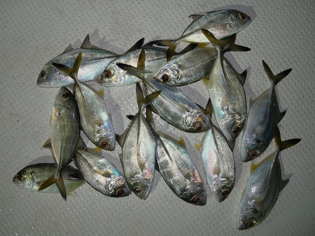 メッキ　釣果写真