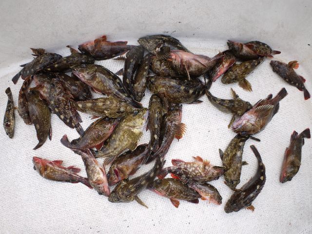 その他 釣果