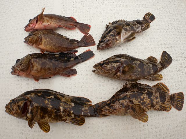 根魚 釣果写真