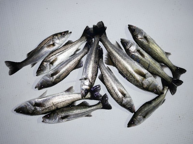 シーバス 釣果