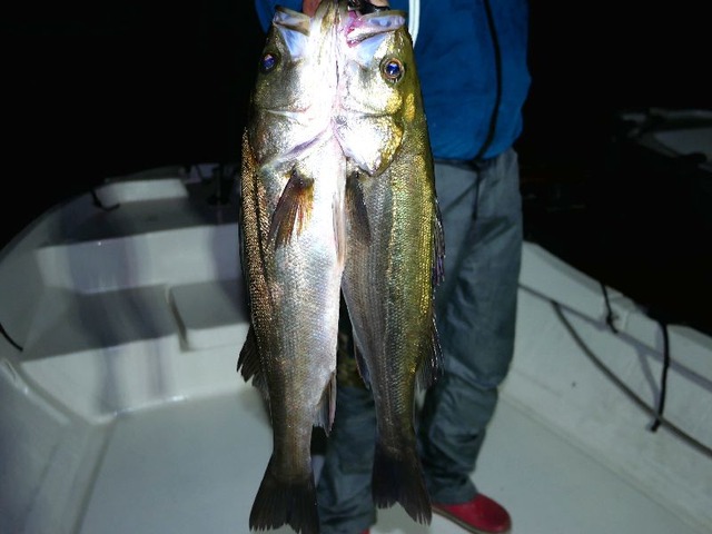 名古屋港シーバス