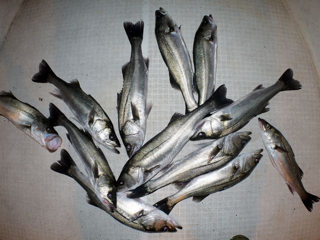 シーバス 釣果写真