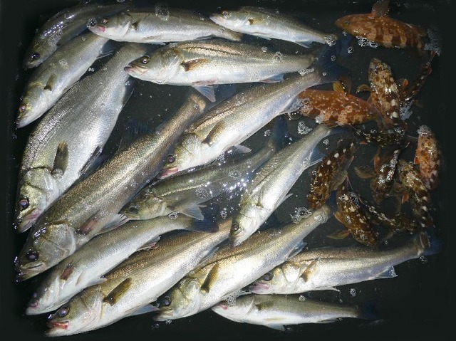 全釣果