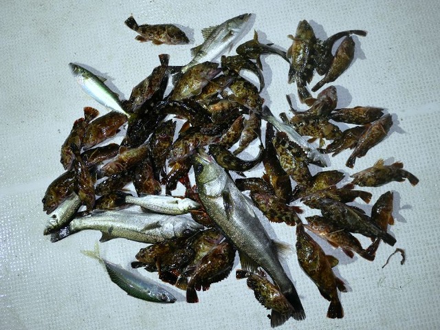 シーバス　根魚　釣果写真