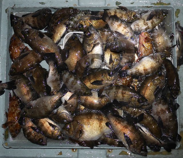 メバル　釣果写真