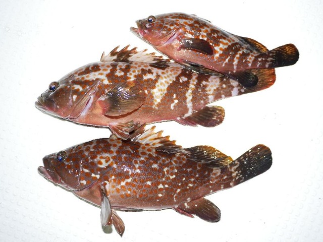 キジハタ 釣果