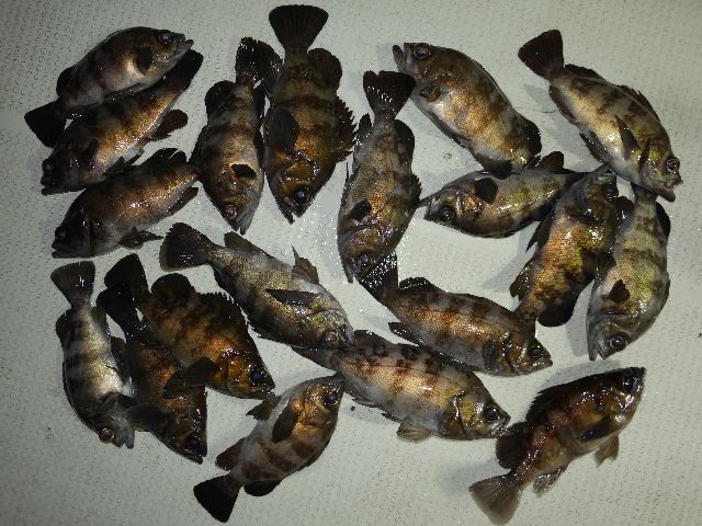 メバル　釣果写真