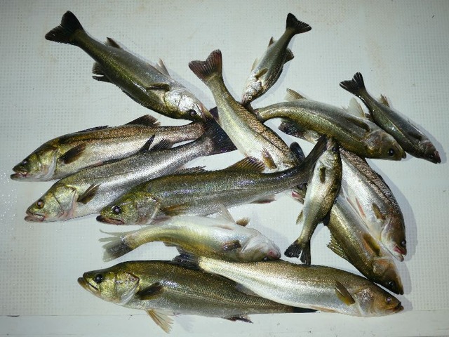 シーバス釣果