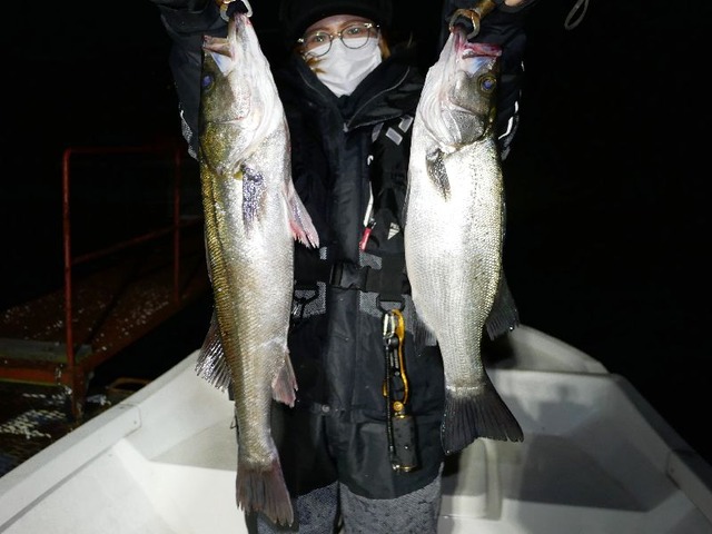 名古屋港　シーバス