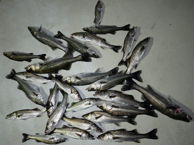 シーバス　釣果写真