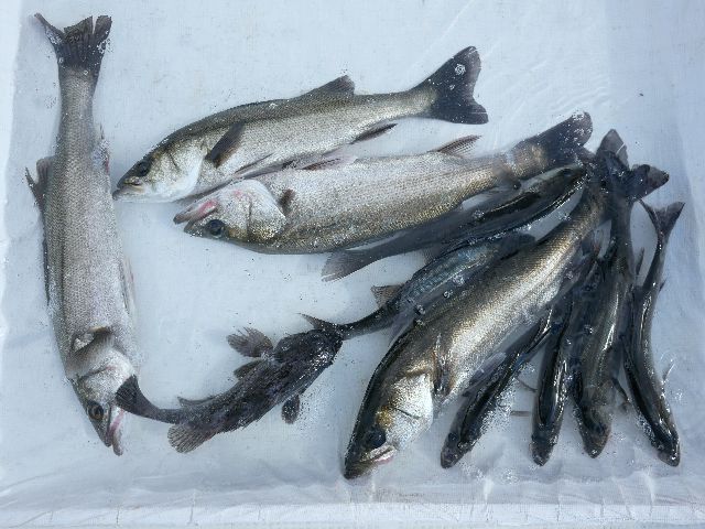 シーバス釣果