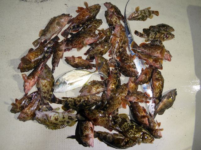 根魚　釣果写真